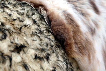 Animal fur closup. Natural background - sheep wool
