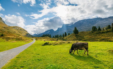 cow on an alpine meadow at Engstlenalp in Bernese Alps