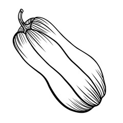 hand drawn vector illustration of pumpkin 