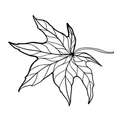 black and white autumn leaf isolated
