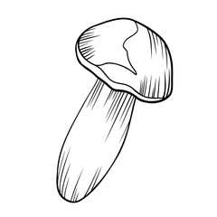 hand drawn illustration of a mushroom