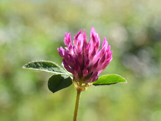 Close up on Red clover Trifolium pratense flower