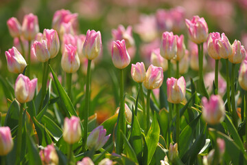beautiful tulips in the garden