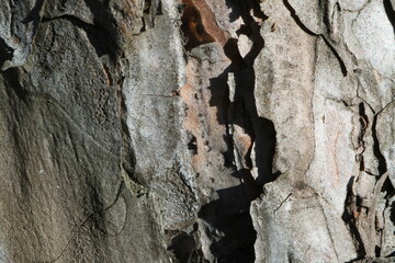 Tree bark. Wood moss. Abstract background. Macro.