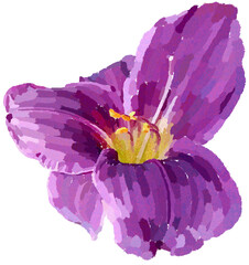 Realistic illustration of flower. Depiction of violet plant. Decoration for cards, invitations. Floral. - 528481977