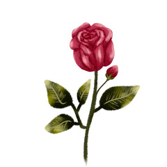 single red rose hand drawn illustration