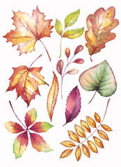 Fall leaf. Watercolor clipart. Hand-painted illustration