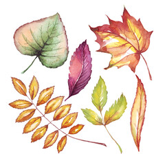 Fototapeta premium Fall leaf. Watercolor clipart. Hand-painted illustration