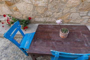 Cactus Flower in the Table, Bozcaada Canakkale, Turkey 