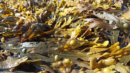 algues mer feuille écologie avenir
