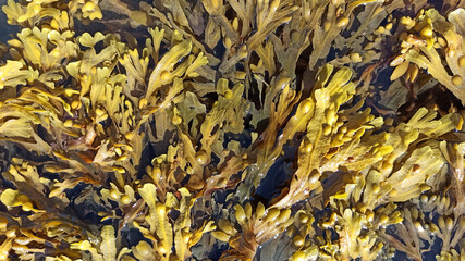 algues mer feuille &eacute;cologie avenir