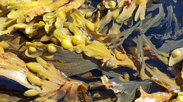 algue dans la mer en Bretagne
