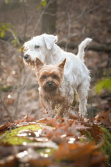 Yorkshire and Schnauzer are standing in the forest. It is autumn portret