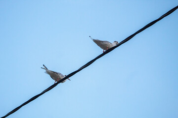 Seagulls are flying and walking around near the village lake