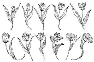 hand drawn flowers tulip 