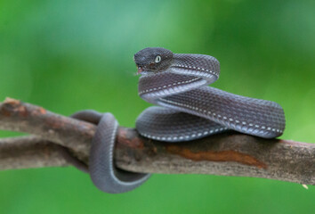 Steady dark brown mangrove pit viper Trimeresurus purpureomaculatus on a branch 