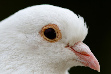 Close up of a white pigeon dove