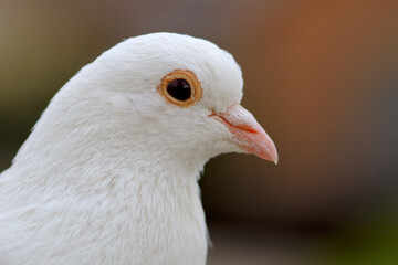 Close up of a white pigeon dove