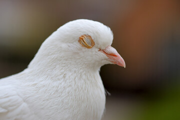 Close up of a white pigeon dove