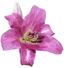Realistic illustration of flower. Depiction of pink plant. Decoration for cards, invitations. Floral. Lily. - 528485358