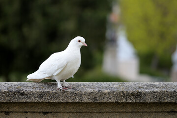 White pigeon dove