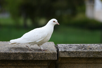 White pigeon dove