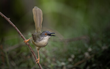 Yellow-bellied Prinia on branch tree (Animal portrait)