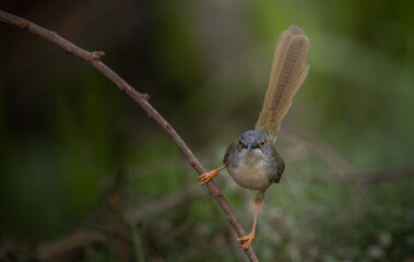 Yellow-bellied Prinia on branch tree (Animal portrait)