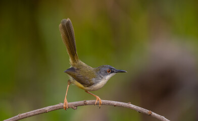 Yellow-bellied Prinia on branch tree (Animal portrait)