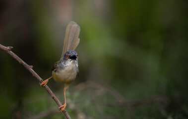 Yellow-bellied Prinia on branch tree (Animal portrait)