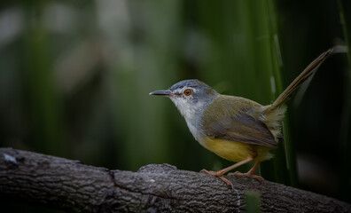 Yellow-bellied Prinia on branch tree (Animal portrait)