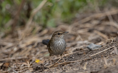 Baikal Bush Warbler on the ground (Animal portrait)