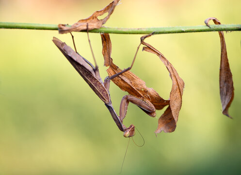 Insect Mantis religiosa sits on plant on a summer day