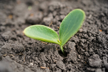 Cucumber seedlings close-up. Growing cucumbers at home.