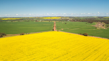Aerial image of green grass, beautiful canola fields, and blue sky in York, Western Australia