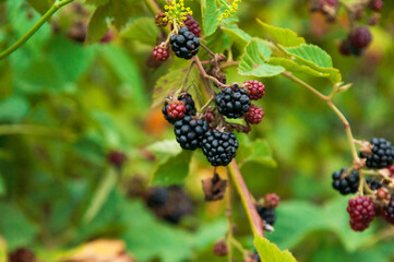 ripe blackberries in the garden. dark sweet berries in the forest. the concept of growing...