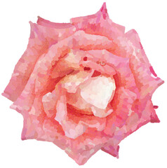 Realistic illustration of flower. Depiction of pink plant. Decoration for cards, invitations. Floral. Rose. - 528486510