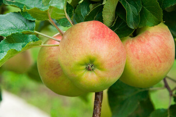 ripe apples on the tree. juicy fruits in the garden. sweet apples on the background of the garden. fruit growing concept