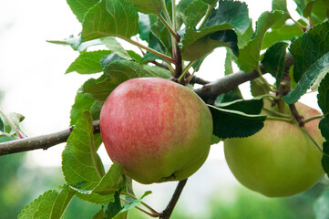 ripe apples on the tree. juicy fruits in the garden. sweet apples on the background of the garden. fruit growing concept