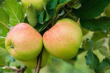 ripe apples on the tree. juicy fruits in the garden. sweet apples on the background of the garden. fruit growing concept