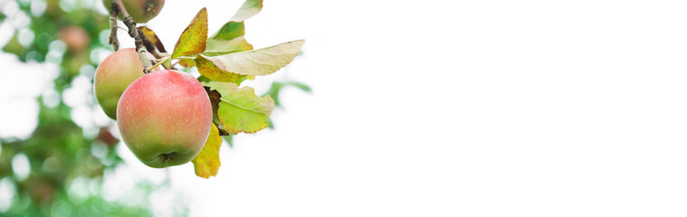 ripe apples on the tree. juicy fruits in the garden. sweet apples on the background of the garden. fruit growing concept