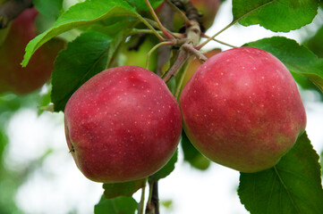 ripe apples on the tree. juicy fruits in the garden. sweet apples on the background of the garden. fruit growing concept