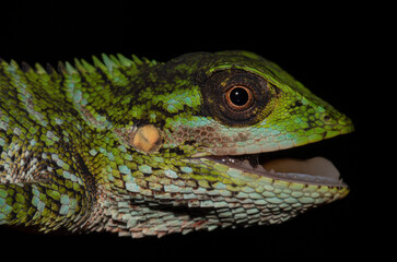 Lizard on a branch; green lizard; Spineless forest lizard; Calotes pethiyagodai from Knuckles Sri Lanka