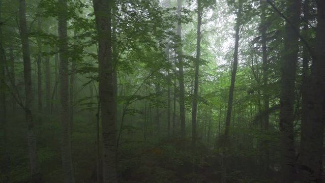 Walking In The Scary Fog Forest.
Image recorded in forest with foggy tall pines.
