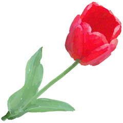 Realistic illustration of flower. Depiction of red plant. Decoration for cards, invitations. Floral. Tulip. - 528487114