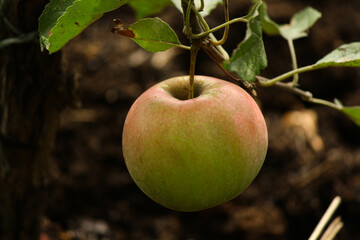 apple on tree