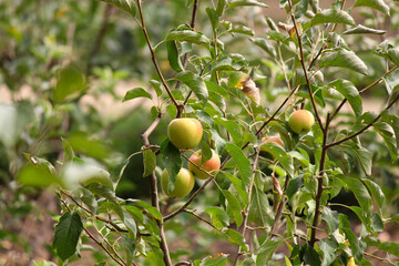 green apples on tree in the garden 