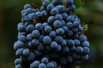 Blue berry in the garden 