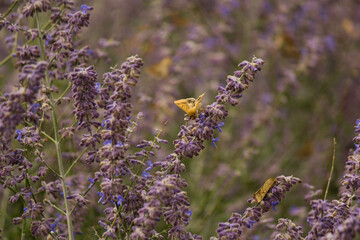 lavender flowers
