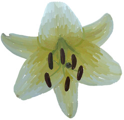 Realistic illustration of flower. Depiction of white plant. Decoration for cards, invitations. Floral. Lily. - 528487769